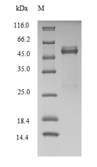 Greater than 90% as determined by SDS-PAGE.