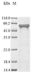 Greater than 85% as determined by SDS-PAGE.Recombinant Human Hepatocyte Nuclear Factor 3-Alpha (FOXA1) Protein (His&Myc)