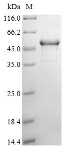 Greater than 90% as determined by SDS-PAGE.