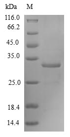 Greater than 90% as determined by SDS-PAGE.Recombinant Human Forkhead Box Protein M1 (FOXM1) Protein (His-SUMO&Myc)