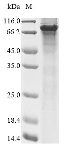 Greater than 85% as determined by SDS-PAGE.