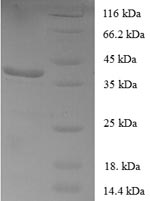 Greater than 90% as determined by SDS-PAGE.