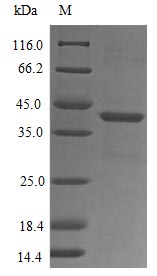 Greater than 85% as determined by SDS-PAGE.Recombinant Human Fmet-Leu-Phe Receptor (FPR1) Protein (His-GST&Myc)