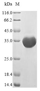 Greater than 85% as determined by SDS-PAGE.Recombinant Mouse Formyl Peptide Receptor 2 (FPR2) Protein (His-GST&Myc)