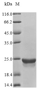 Greater than 85% as determined by SDS-PAGE.Recombinant Human Serine/Threonine-Protein Kinase Mtor (MTOR) Protein (His&Myc)