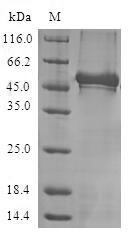 Greater than 90% as determined by SDS-PAGE.
