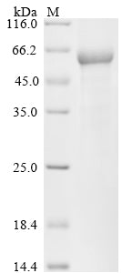 Greater than 85% as determined by SDS-PAGE.