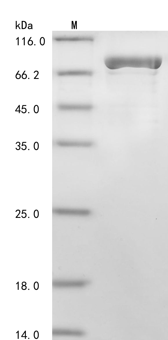 Greater than 85% as determined by SDS-PAGE.