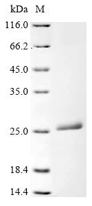 Greater than 90% as determined by SDS-PAGE.Recombinant Human Ferritin Light Chain (FTL) Protein (His)