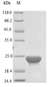Greater than 85% as determined by SDS-PAGE.Recombinant Helicobacter Pylori Bacterial Non-Heme Ferritin (FTNA) Protein (His)