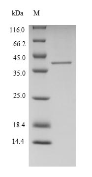 Greater than 90% as determined by SDS-PAGE.Recombinant Human Putative Ribosomal Rna Methyltransferase 1 (FTSJ1) Protein (His)