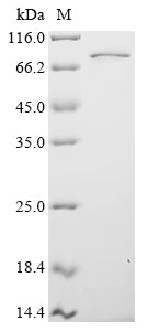 Greater than 90% as determined by SDS-PAGE.Recombinant Human Rna-Binding Protein Fus (FUS) Protein (His&Myc)