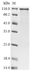Greater than 85% as determined by SDS-PAGE.