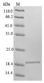 Greater than 90% as determined by SDS-PAGE.Recombinant Mouse Frataxin,Mitochondrial (FXN) Protein (His)
