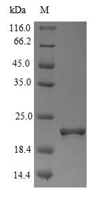 Greater than 90% as determined by SDS-PAGE.