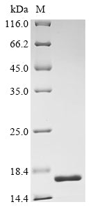 Greater than 90% as determined by SDS-PAGE.Recombinant Human Fragile X Mental Retardation Syndrome-Related Protein 1 (FXR1) Protein (His)