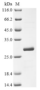 Greater than 85% as determined by SDS-PAGE.Recombinant Human Fragile X Mental Retardation Syndrome-Related Protein 1 (FXR1) Protein (His)