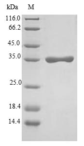 Greater than 90% as determined by SDS-PAGE.Recombinant Human Sodium/Potassium-Transporting Atpase Subunit Gamma (FXYD2) Protein (GST)