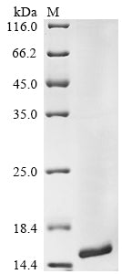 Greater than 90% as determined by SDS-PAGE.Recombinant Human Gamma-Aminobutyric Acid Receptor-Associated Protein-Like 2 (GABARAPL2) Protein (His)