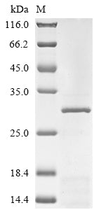 Greater than 85% as determined by SDS-PAGE.Recombinant Human Gamma-Aminobutyric Acid Receptor Subunit Alpha-1 (GABRA1) Protein (His)