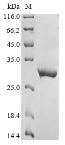 Greater than 90% as determined by SDS-PAGE.Recombinant Human Gamma-Aminobutyric Acid Receptor Subunit Beta-2 (GABRB2) Protein (His)