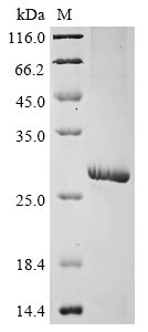 Greater than 85% as determined by SDS-PAGE.Recombinant Human Gamma-Aminobutyric Acid Receptor Subunit Pi (GABRP) Protein (His)