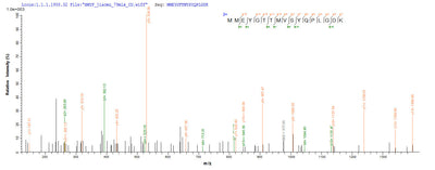 Based on the SEQUEST from database of E.coli host and target protein, the LC-MS/MS Analysis result of this product could indicate that this peptide derived from E.coli-expressed Mus musculus (Mouse) Gad2.