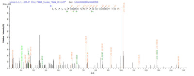Based on the SEQUEST from database of E.coli host and target protein, the LC-MS/MS Analysis result of this product could indicate that this peptide derived from E.coli-expressed Mus musculus (Mouse) Gad2.