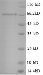 Greater than 90% as determined by SDS-PAGE.