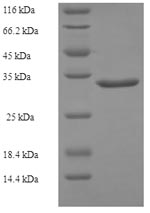 Greater than 90% as determined by SDS-PAGE.