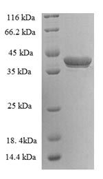 Greater than 90% as determined by SDS-PAGE.