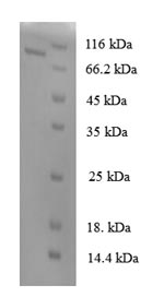 Greater than 90% as determined by SDS-PAGE.