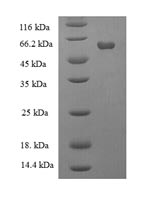 Greater than 90% as determined by SDS-PAGE.