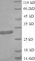 Greater than 90% as determined by SDS-PAGE.