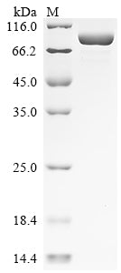 Greater than 90% as determined by SDS-PAGE.