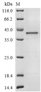Greater than 85% as determined by SDS-PAGE.
