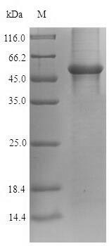 Greater than 90% as determined by SDS-PAGE.Recombinant Human Glyceraldehyde-3-Phosphate Dehydrogenase (GAPDH) Protein (His-SUMO)