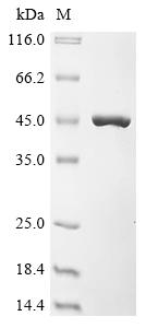 Greater than 90% as determined by SDS-PAGE.Recombinant Lactobacillus Delbrueckii Subsp. Bulgaricus Glyceraldehyde-3-Phosphate Dehydrogenase (GAP) Protein (His&Myc)
