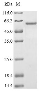 Greater than 85% as determined by SDS-PAGE.Recombinant Mouse Transcription Factor Gata-4 (GATA4) Protein (His&Myc)