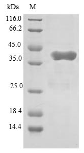 Greater than 90% as determined by SDS-PAGE.
