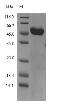 Greater than 85% as determined by SDS-PAGE.Recombinant Mouse Vitamin D-Binding Protein (GC) Protein (His)