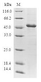 Greater than 90% as determined by SDS-PAGE.