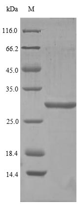 Greater than 85% as determined by SDS-PAGE.Recombinant Human Pro-Glucagon (GCG) Protein (GST)