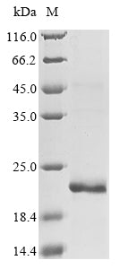 Greater than 85% as determined by SDS-PAGE.Recombinant Human Glucagon Receptor (GCGR) Protein (His&Myc)