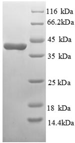 Greater than 90% as determined by SDS-PAGE.Recombinant Mouse Glucagon Receptor (GCGR) Protein (GST)