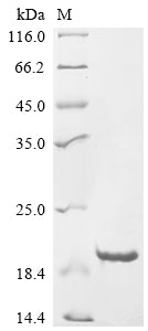 Greater than 90% as determined by SDS-PAGE.