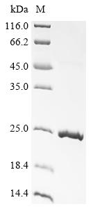 Greater than 90% as determined by SDS-PAGE.Recombinant Sheep Growth/Differentiation Factor 9 (GDF9) Protein (His&Myc)