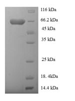 Greater than 90% as determined by SDS-PAGE.