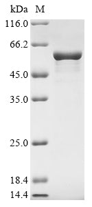 Greater than 85% as determined by SDS-PAGE.Recombinant Human Glial Fibrillary Acidic Protein (GFAP) Protein (His&Myc)