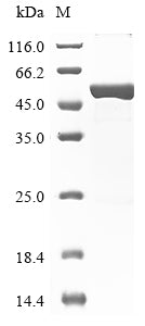 Greater than 90% as determined by SDS-PAGE.Recombinant Human Glial Fibrillary Acidic Protein (GFAP) Protein (His)